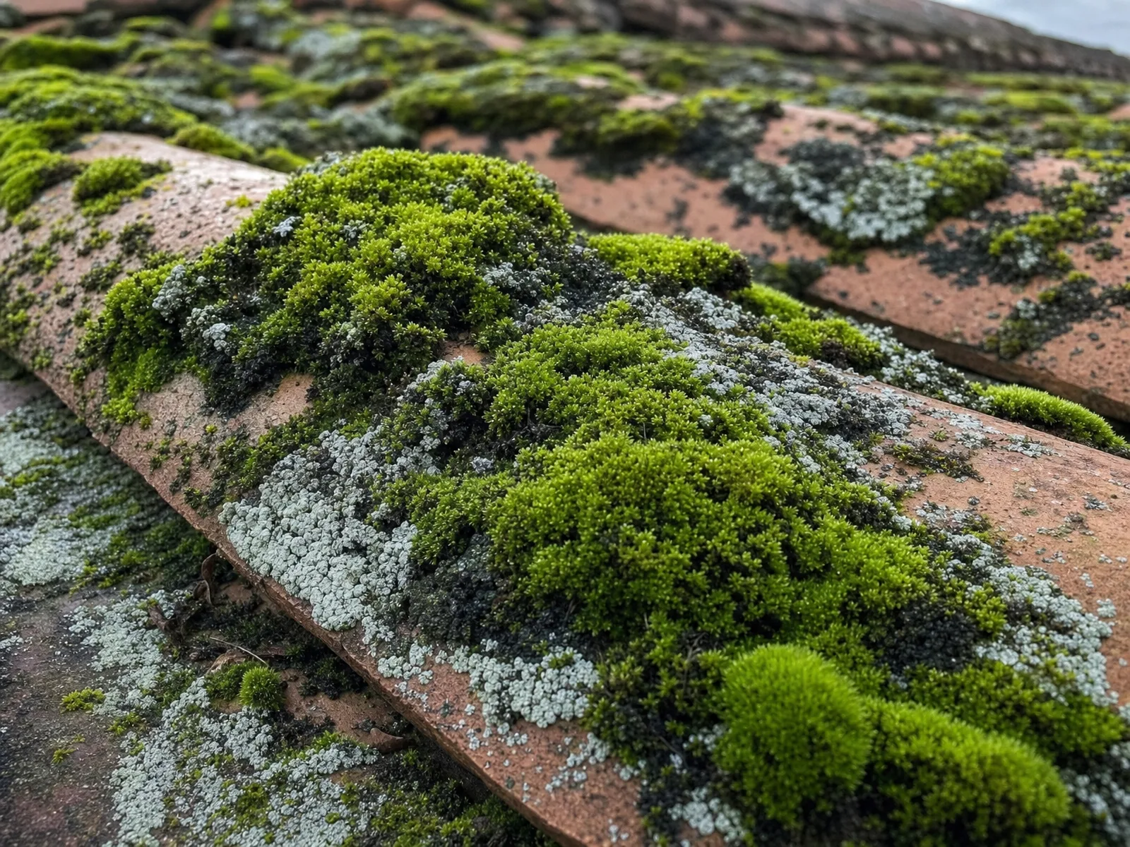Gros plan de mousses, lichens et traînées noires colonisant des tuiles de toiture